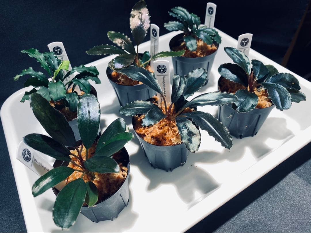 【ハイクラス】ブセファランドラセット