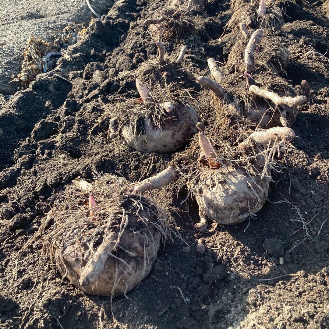 【群馬県産】こんにゃく芋　箱込み20kg以内　手作りこんにゃく用【大サイズ】