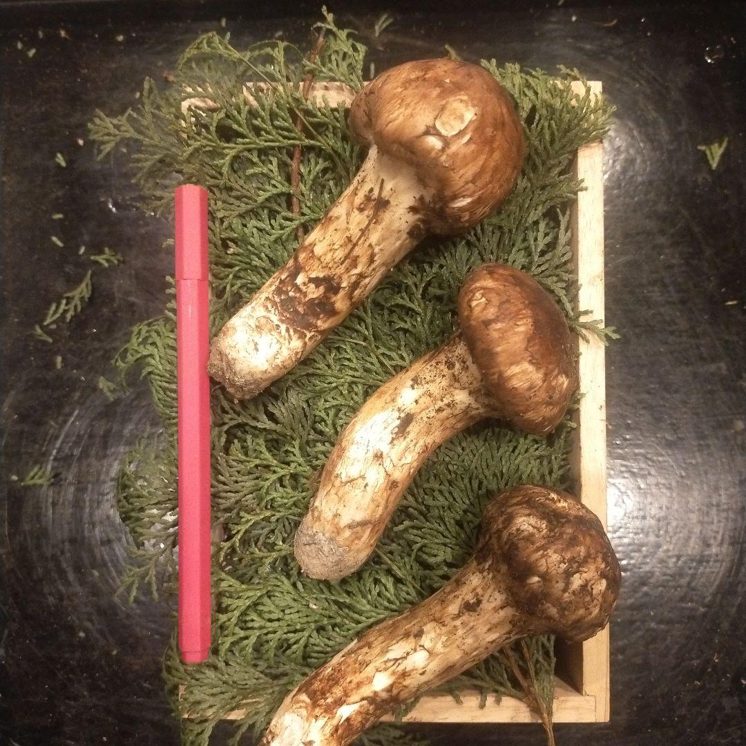 ①信州産 松茸　長野県　クール便　190g