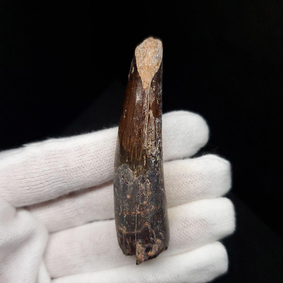 スピノサウルス 本物 モロッコ産 63.86mm  sp468