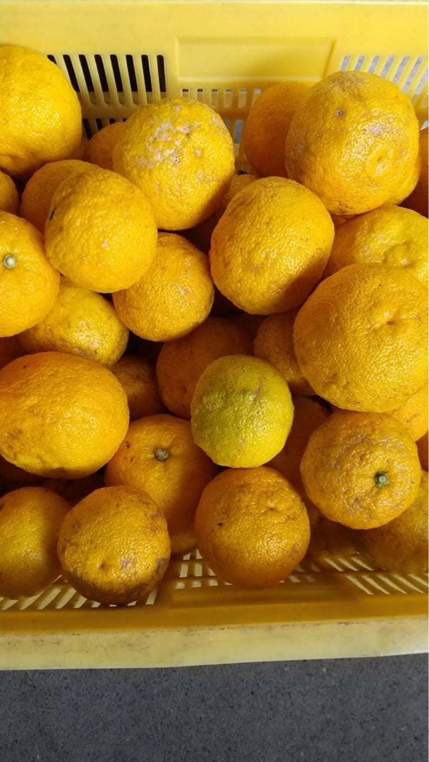 完全無農薬　柚子　ゆず　箱込み10kgちょっと入ります！