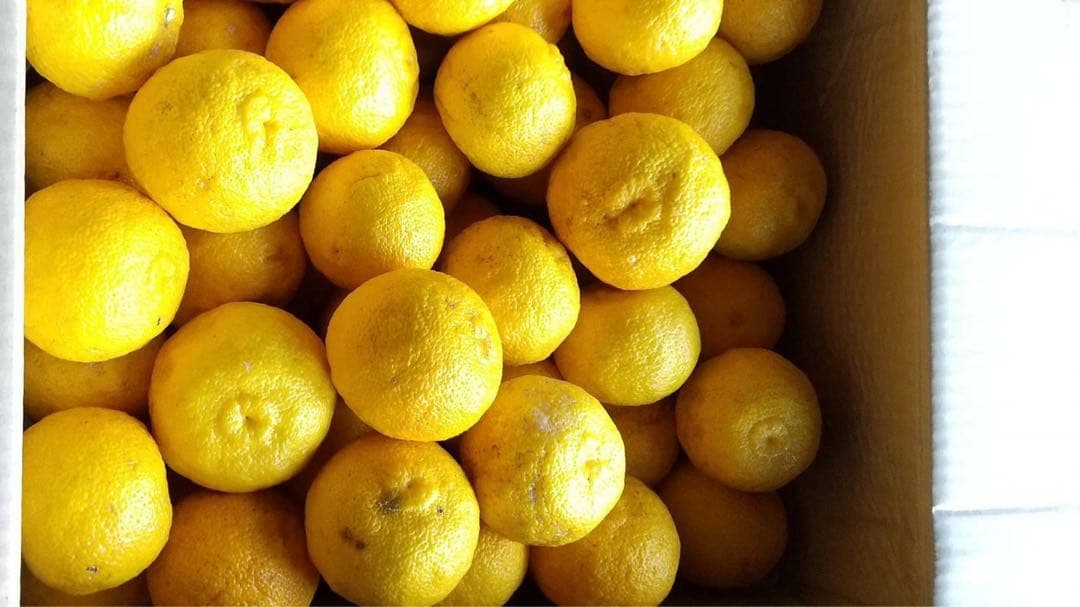 完全無農薬　柚子　ゆず　箱込み10kgちょっと入ります！