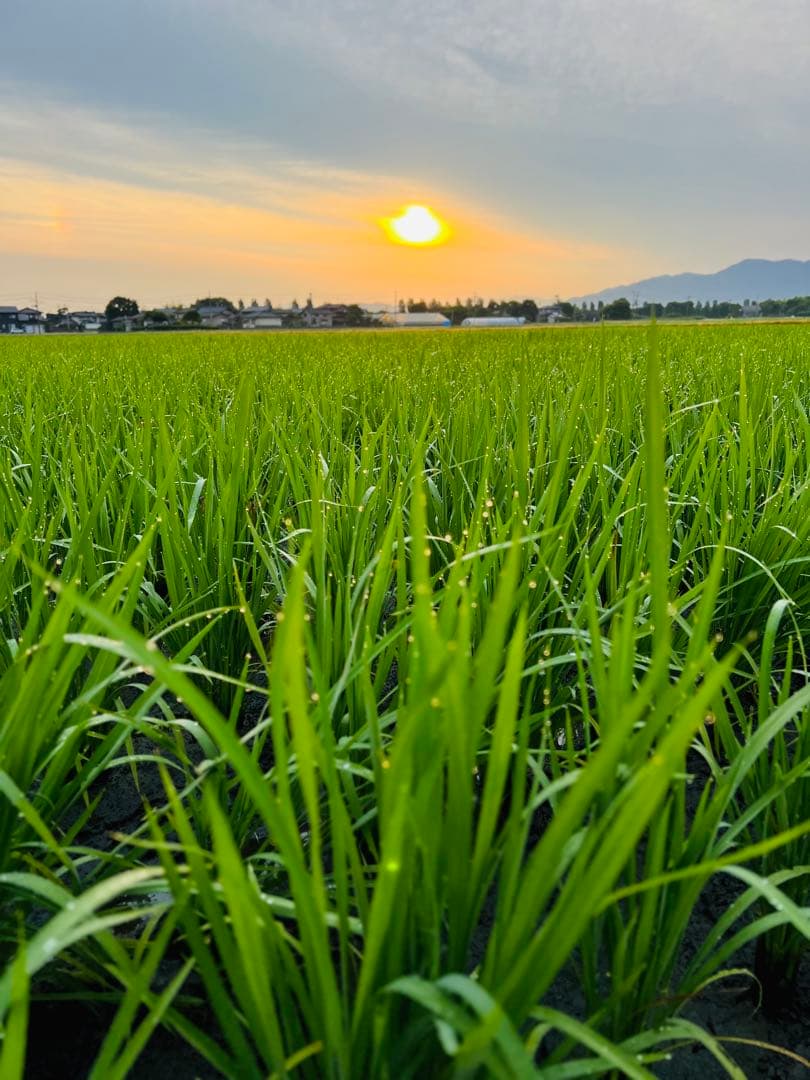 【令和7年産】【一等米】新潟県産従来品種コシヒカリ精米(白米)10kg B④