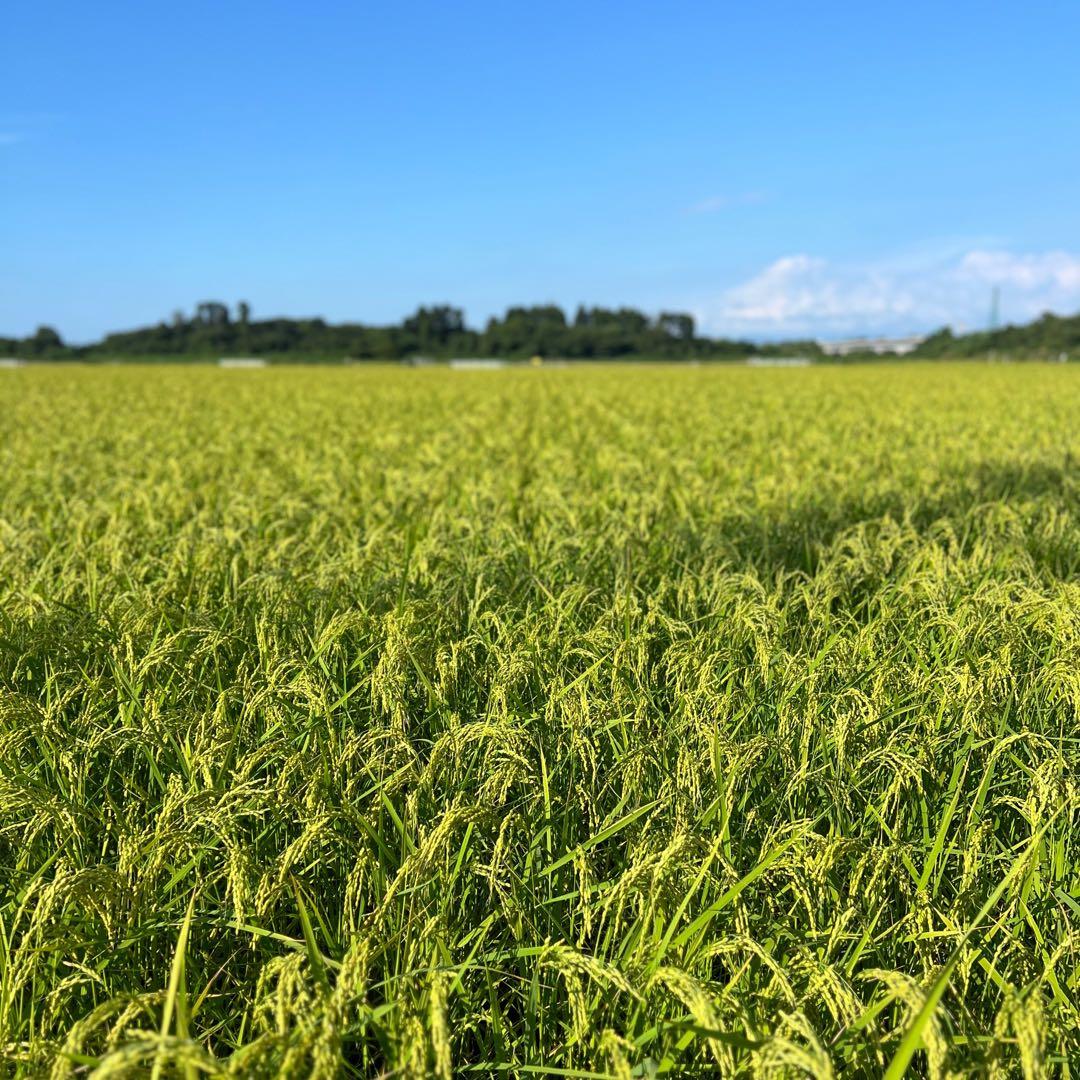 【令和7年産】【一等米】新潟県産従来品種コシヒカリ精米(白米)10kg B④