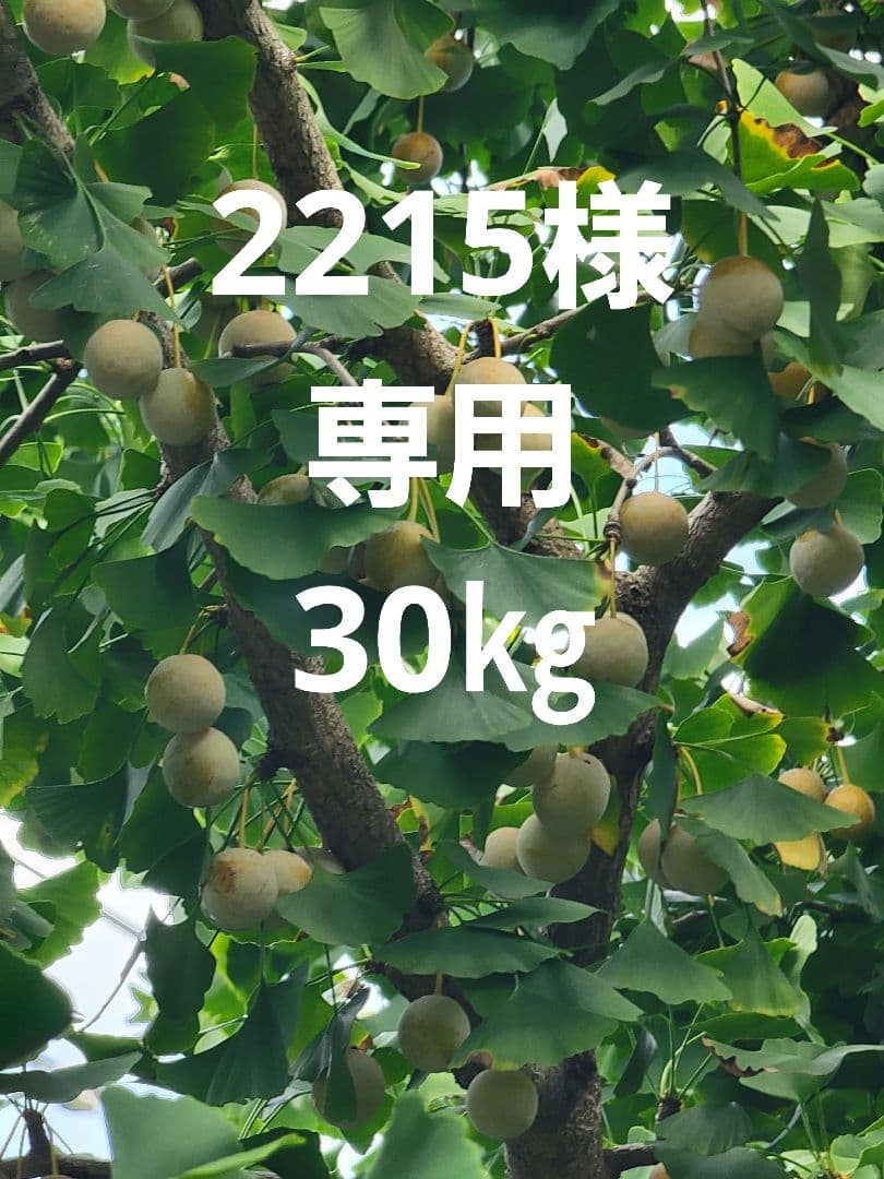 ジャンボ銀杏30㎏