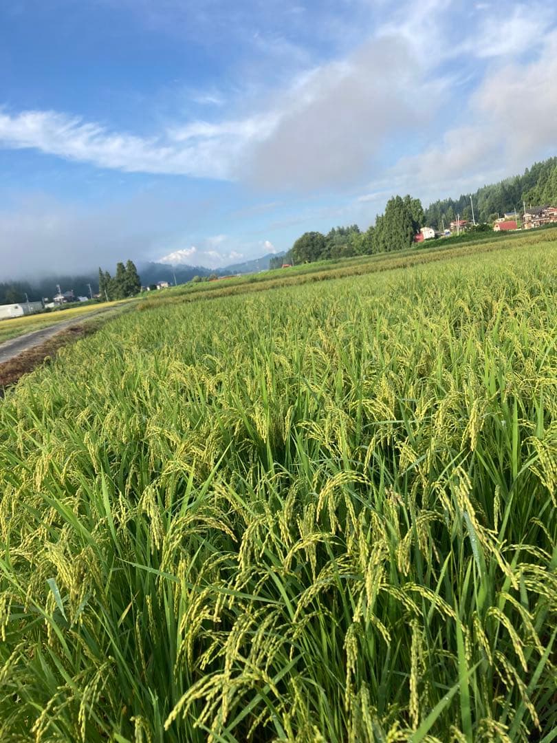 令和7年魚沼産コシヒカリ精米30kg