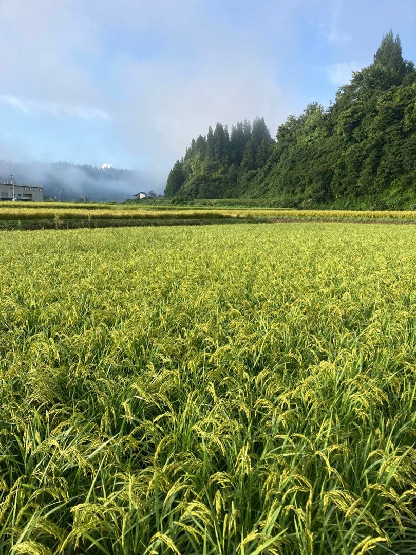 令和7年魚沼産コシヒカリ精米30kg