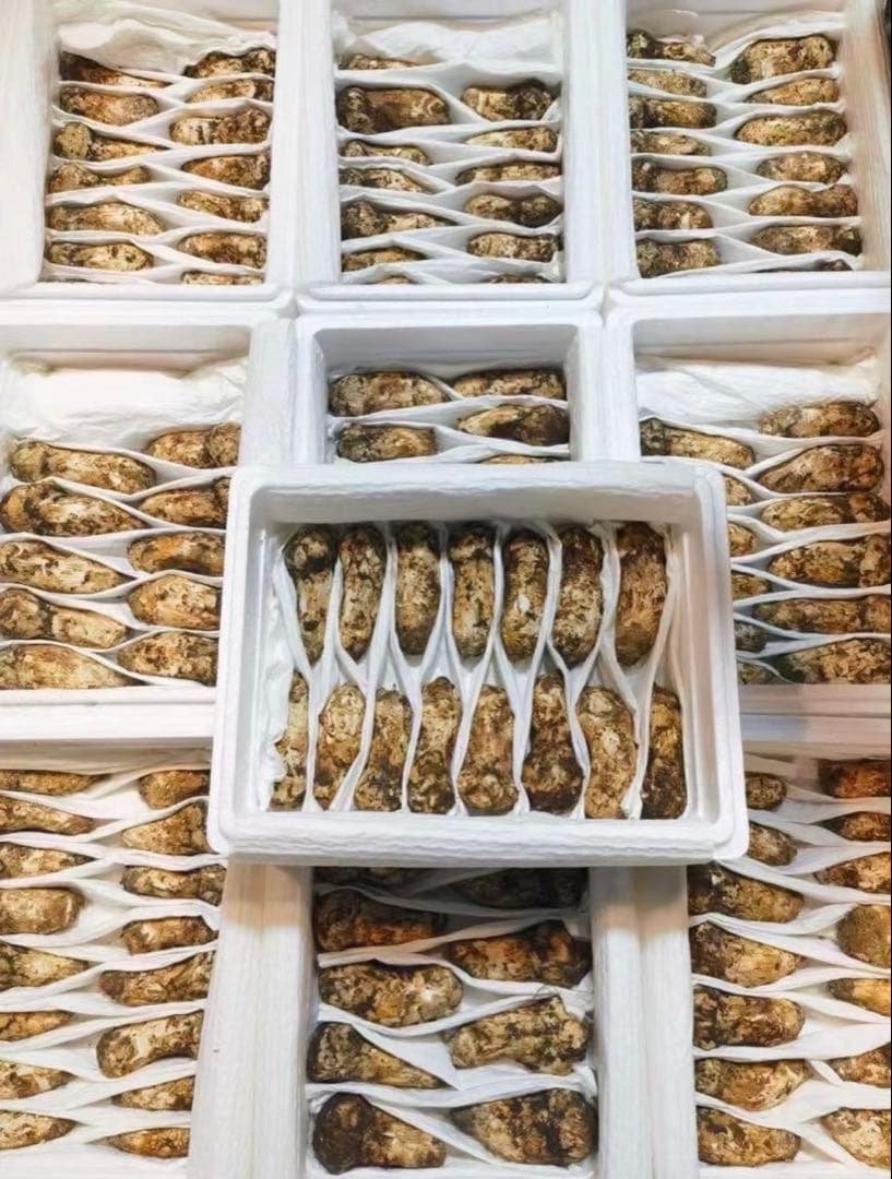 期間限定大特価！！中国雲南省産　新鮮松茸　 つぼみS 約1kg