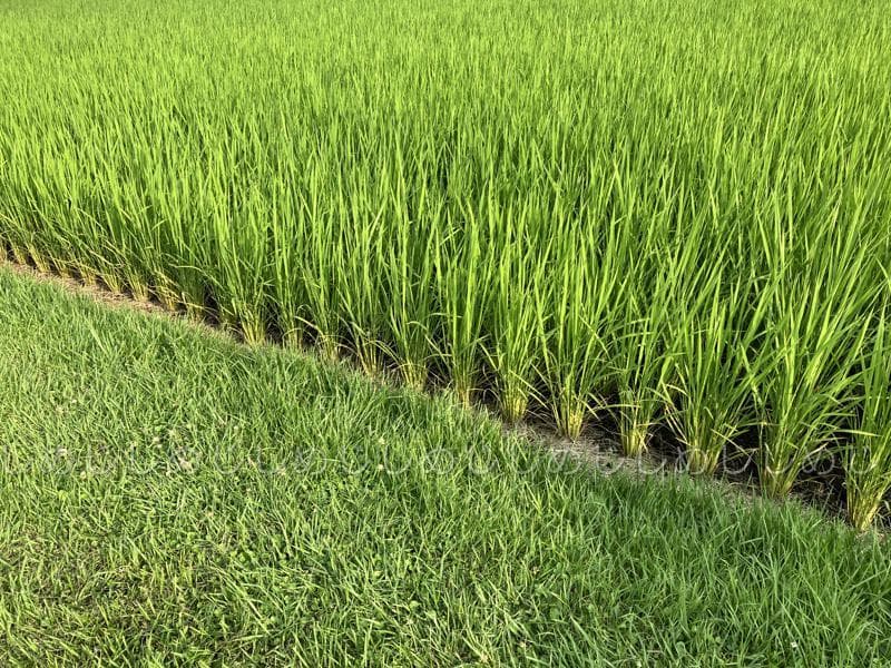 魚沼産コシヒカリ　令和7年産　白米　10キロ　米農家直送④