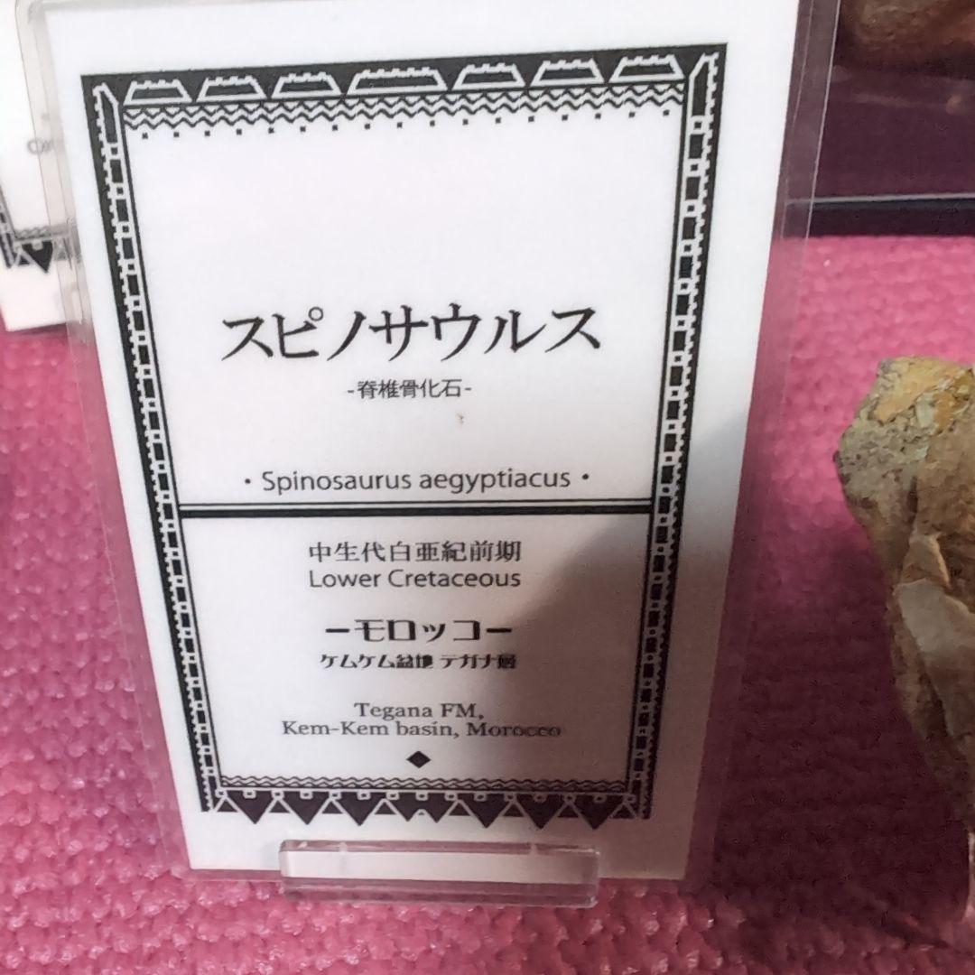 本物　スピノサウルス　骨化石　ラベル　台座付き