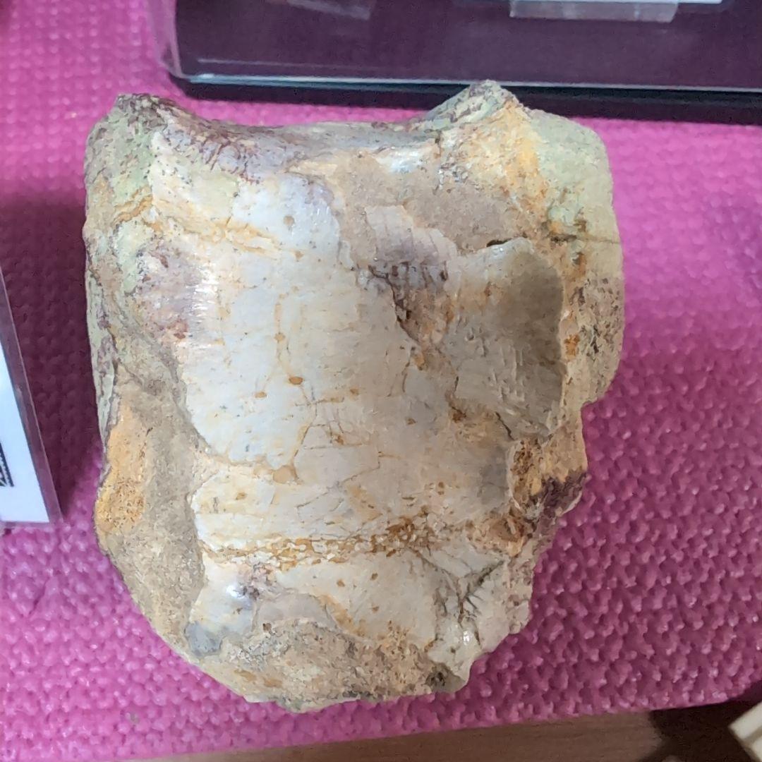 本物　スピノサウルス　骨化石　ラベル　台座付き