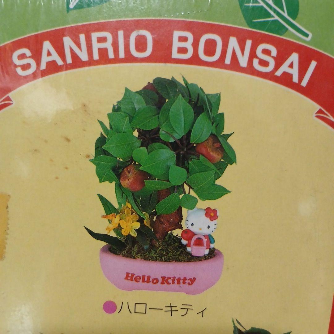 サンリオ　キティ　盆栽　BONSAI　未開封
