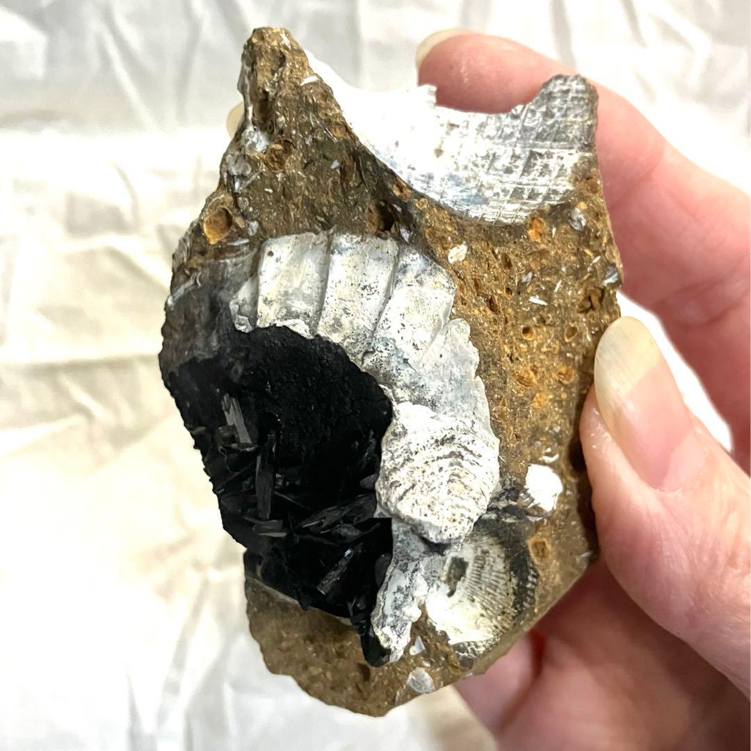 希少 ヴィヴィアナイト シェルフォッシル 藍鉄鉱 貝化石 原石 標本 118g