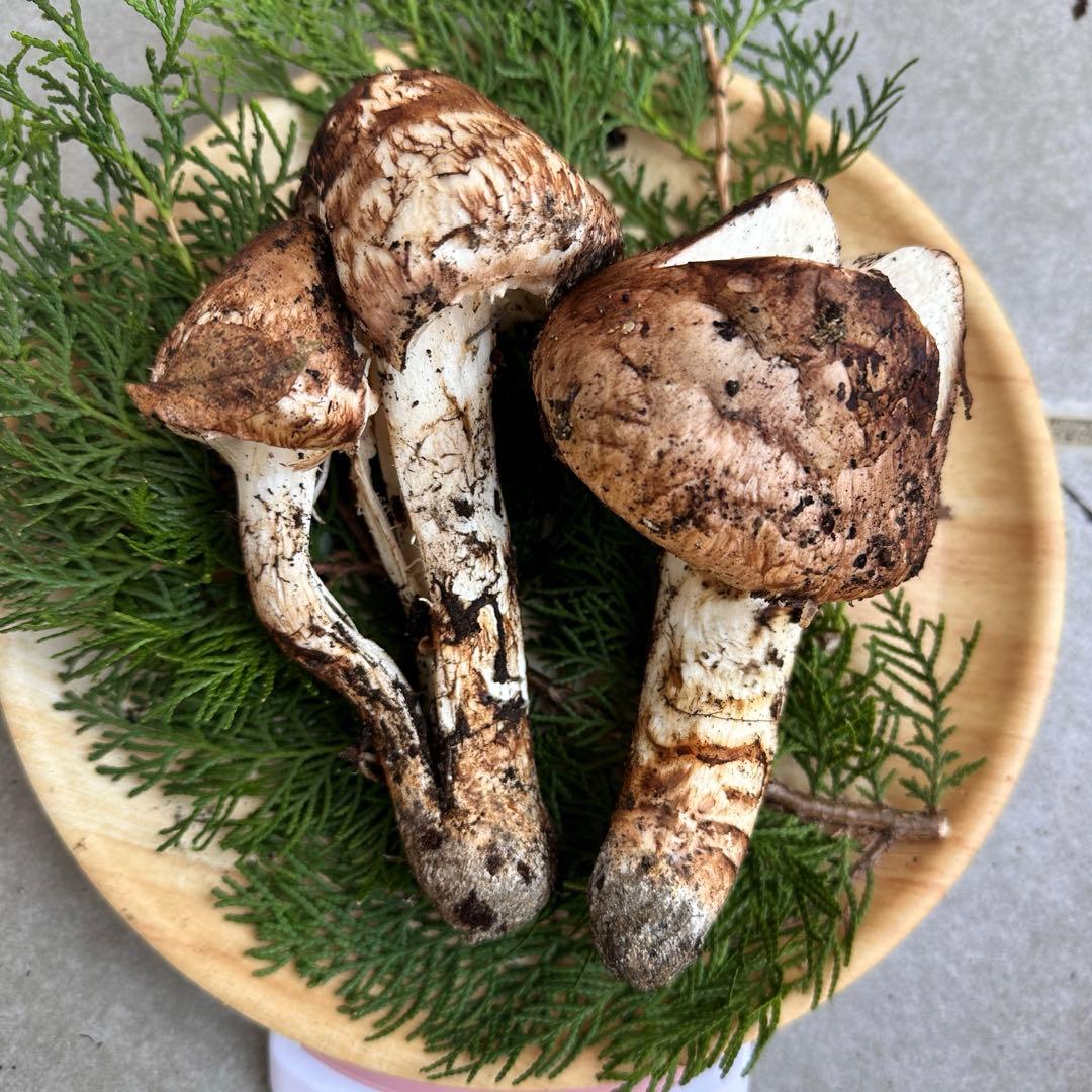 信州産松茸218g【訳あり】