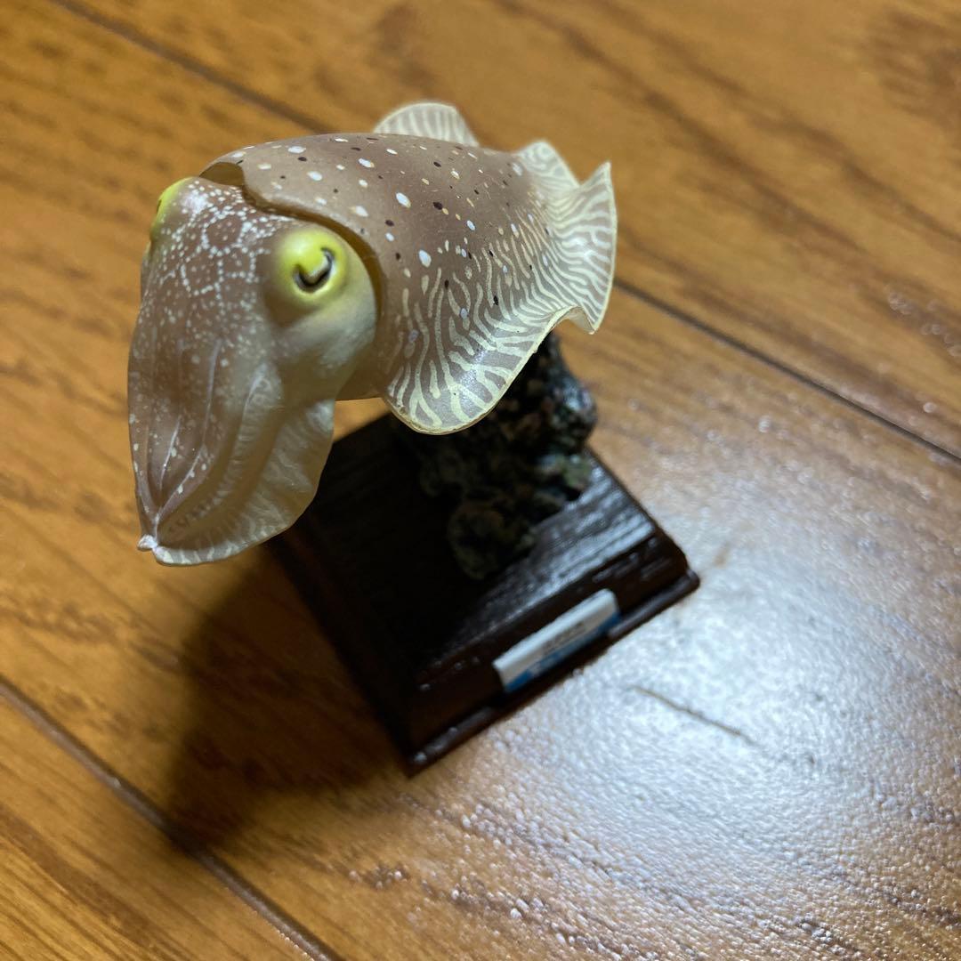 ネイチャーテクニカラー　コブシメ　鳥羽水族館