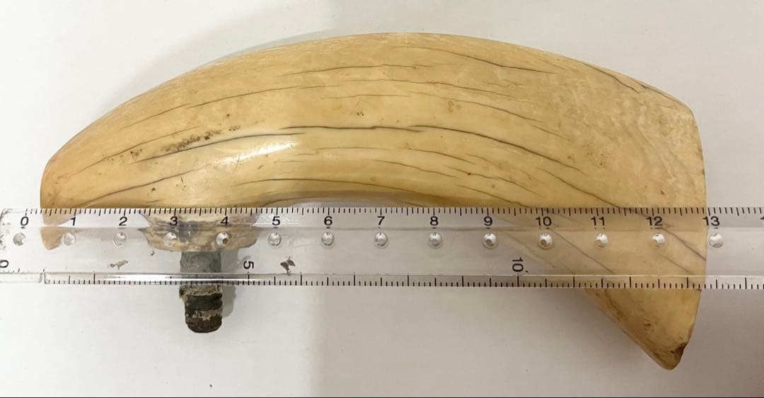 鯨の歯 牙 マッコウクジラ 重量約218g 杖材