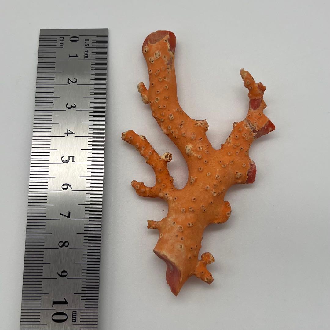 希少　桃色珊瑚　原木　本珊瑚　コーラル　標本　素材　彫刻材