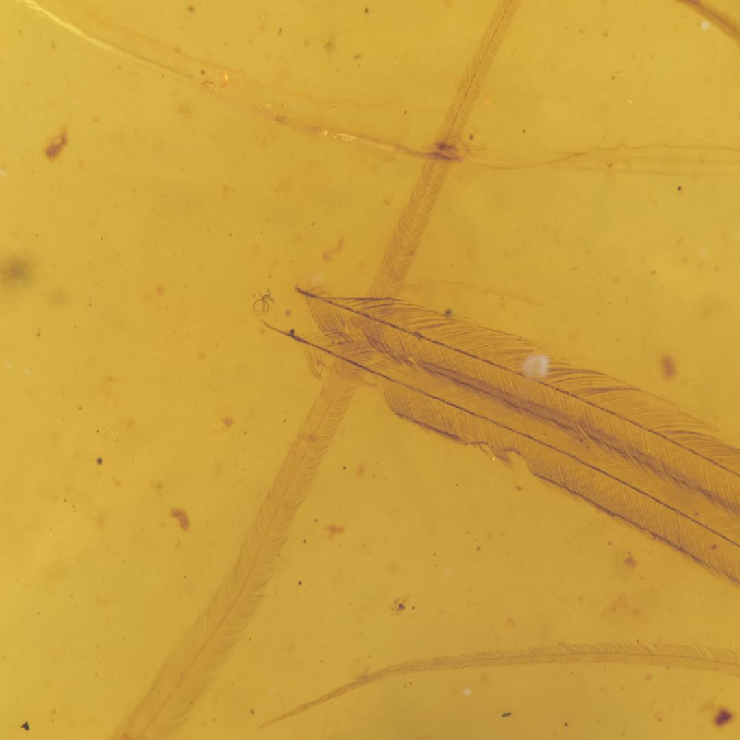 レア極上品 PA0018虫入り琥珀化石　ミャンマーカムティかタナイ9900万年前