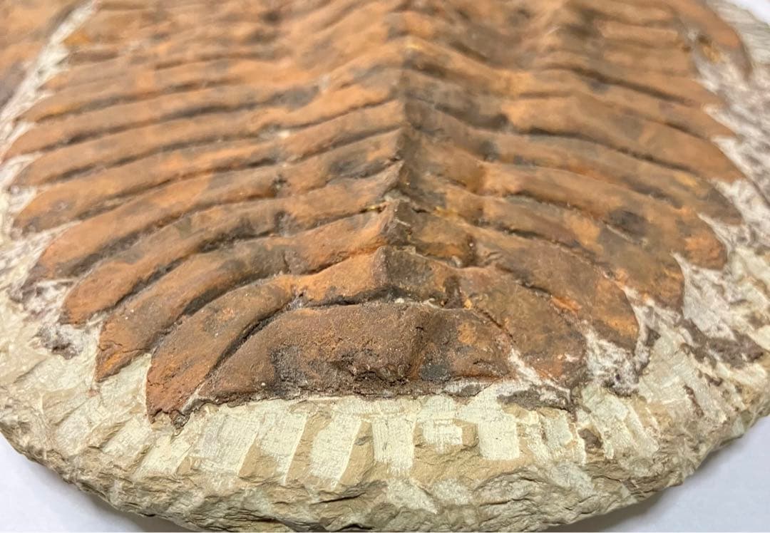 三葉虫化石(大型)　コロラド産