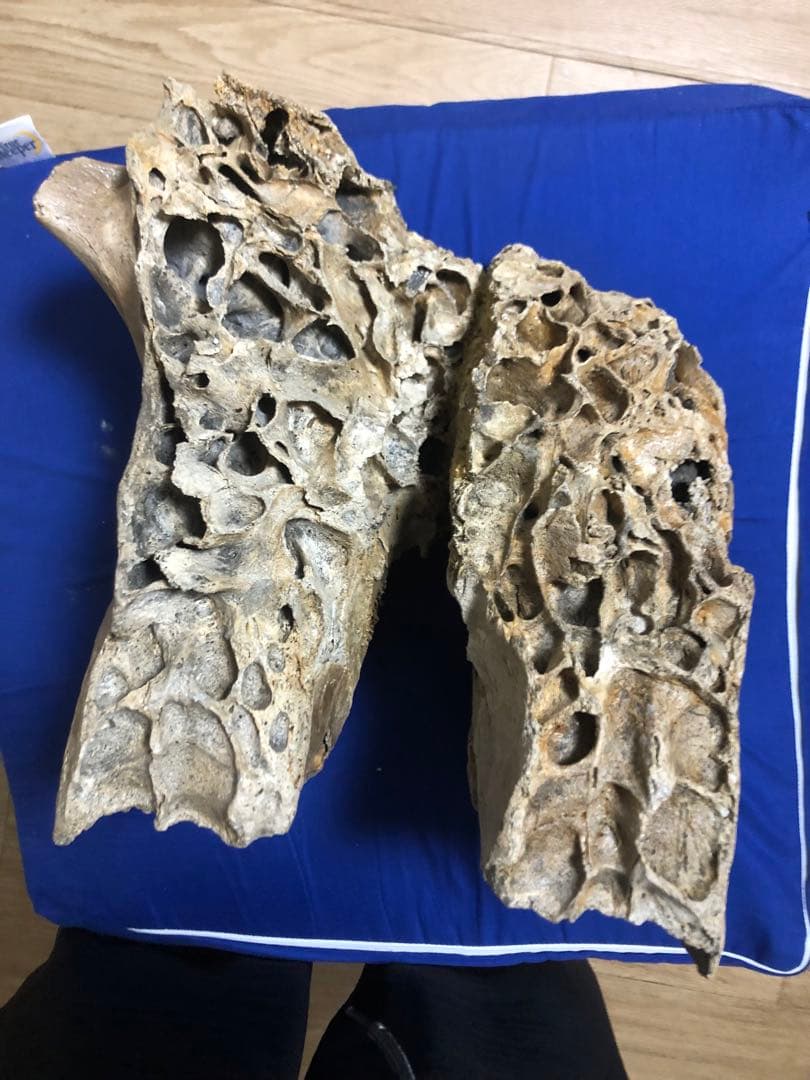 マンモス化石　博物館級　upper molar with M2