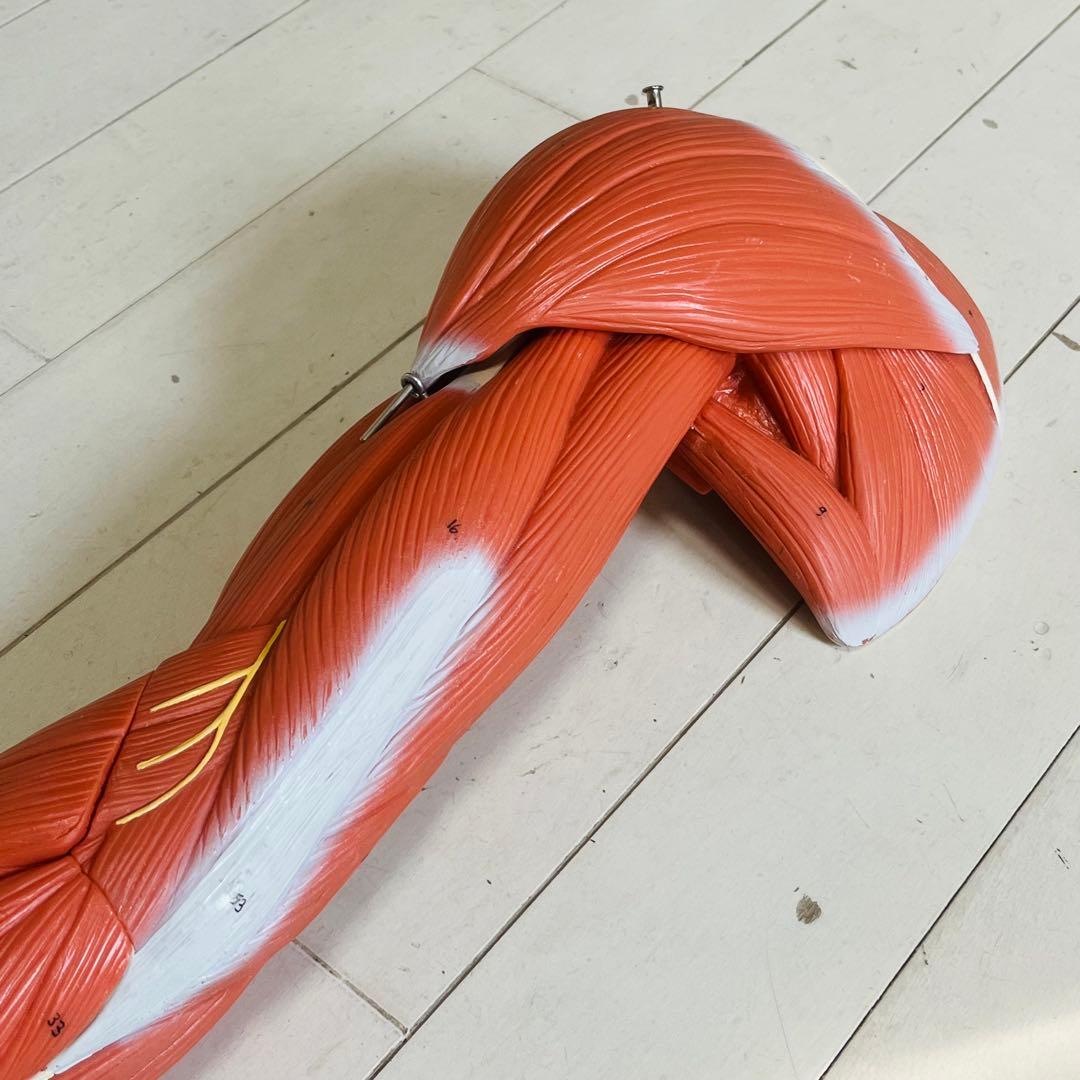 3B Scientific 筋肉上肢模型 左腕 筋肉解剖 6分解モデル