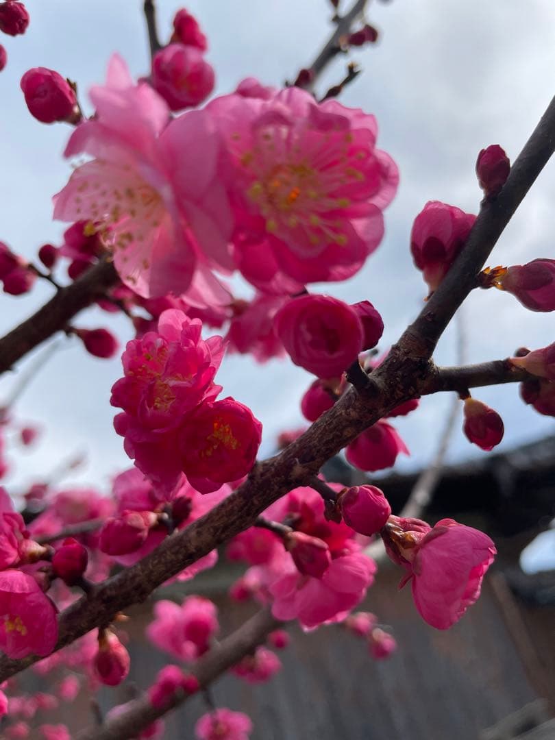 白熊椿　金テープ巻9kg180束入り2個お姫さまマーク手延そうめん