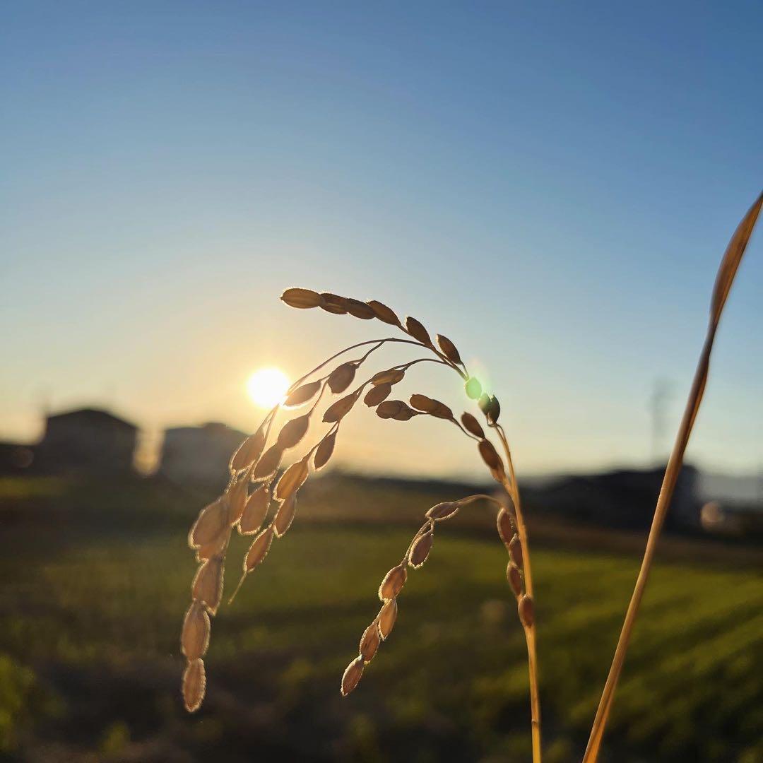 特別栽培米きぬひかり 精米10キロ