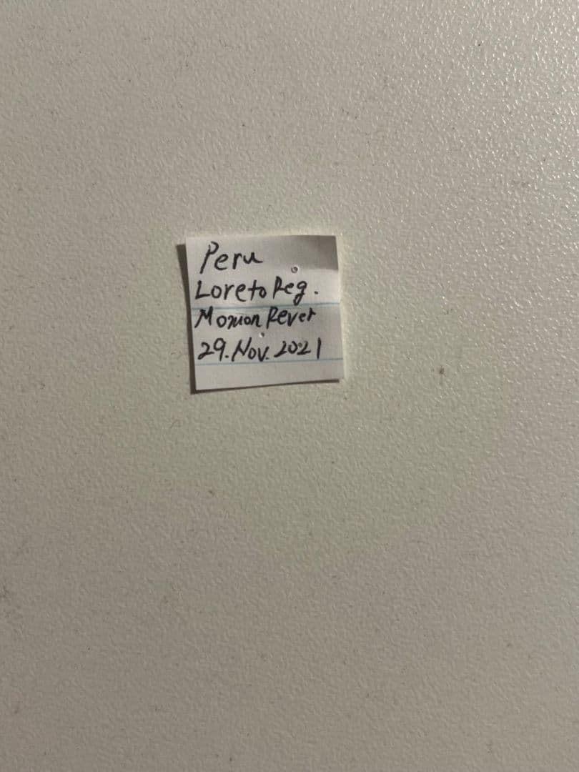 【4mm】コブハムシ 赤銅色 コメツキムシ昆虫標本甲虫タマムシスハンダエコガネム