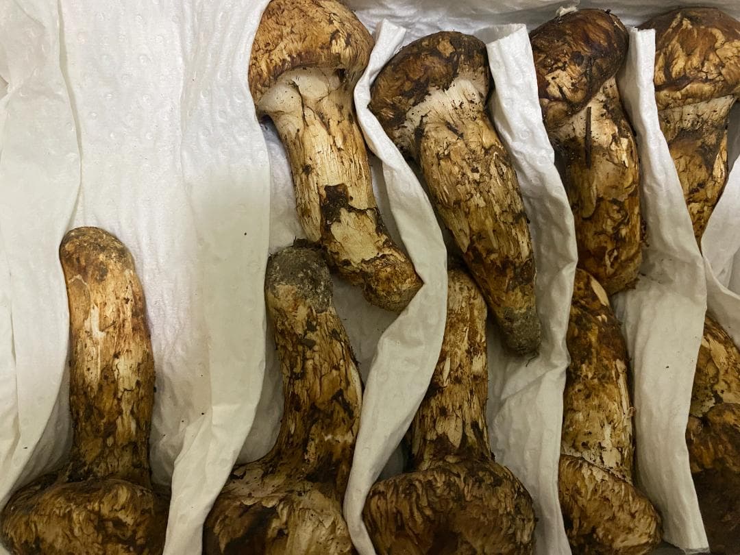 新鮮な茶色の松茸1kg