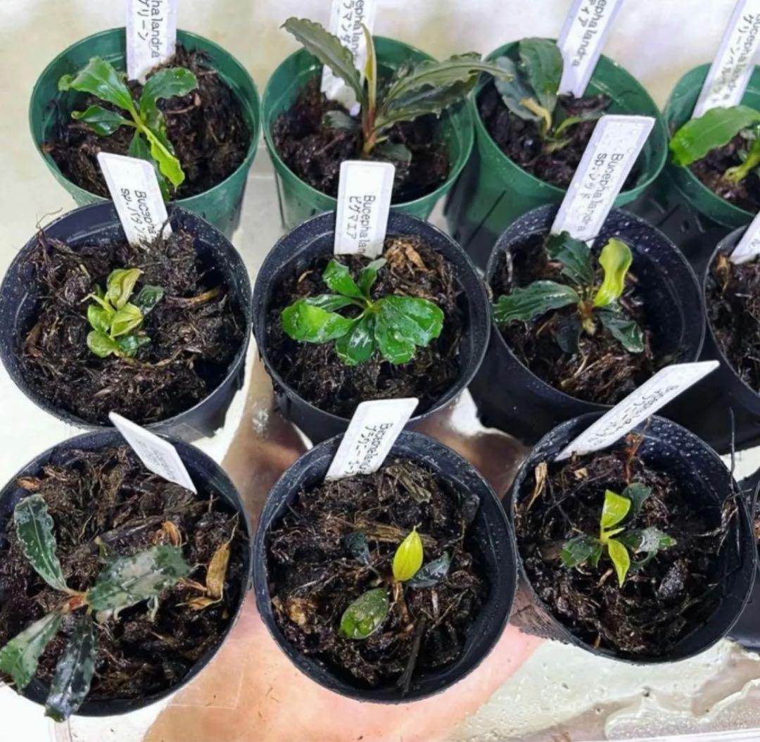 ◆特◆ブセファランドラSP.よりどり15セット（良株） #ブセさかな屋 クダカン