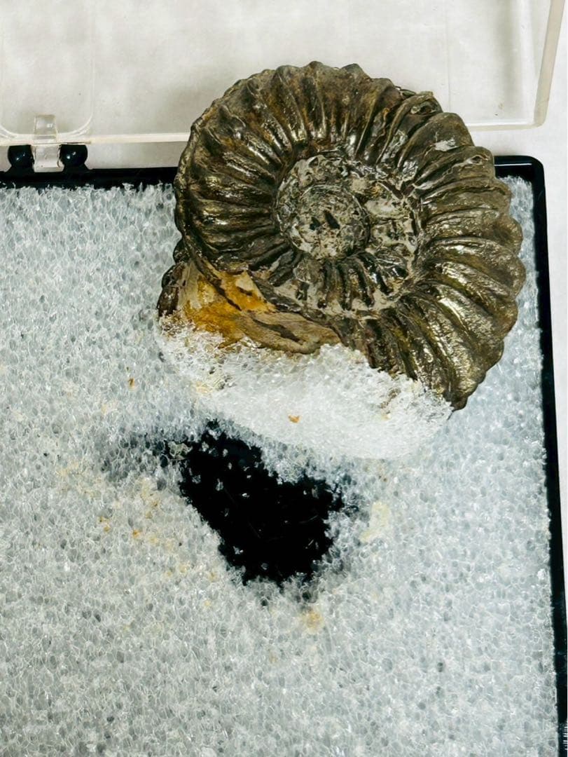 アンモン貝の化石　ドイツ　ニュルンベルク ジュラ紀　【11101m】