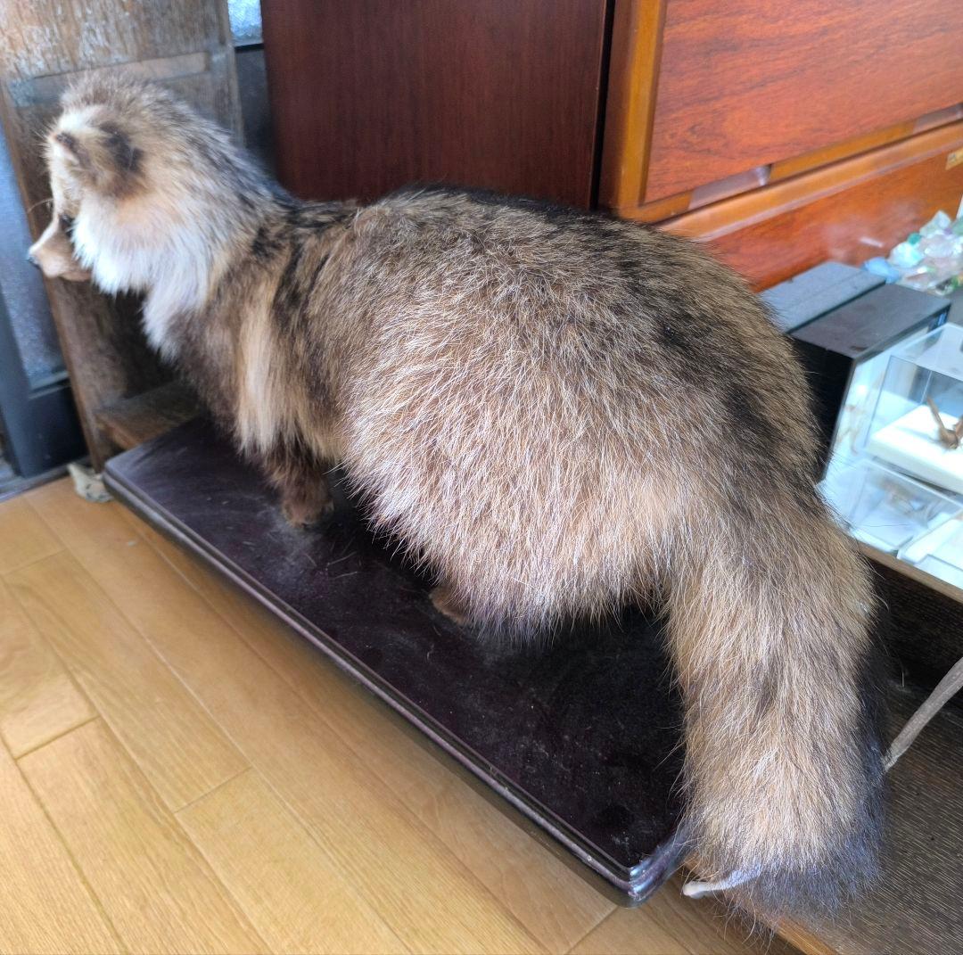 【最終値下】タヌキの剥製【6/25(水)まで】