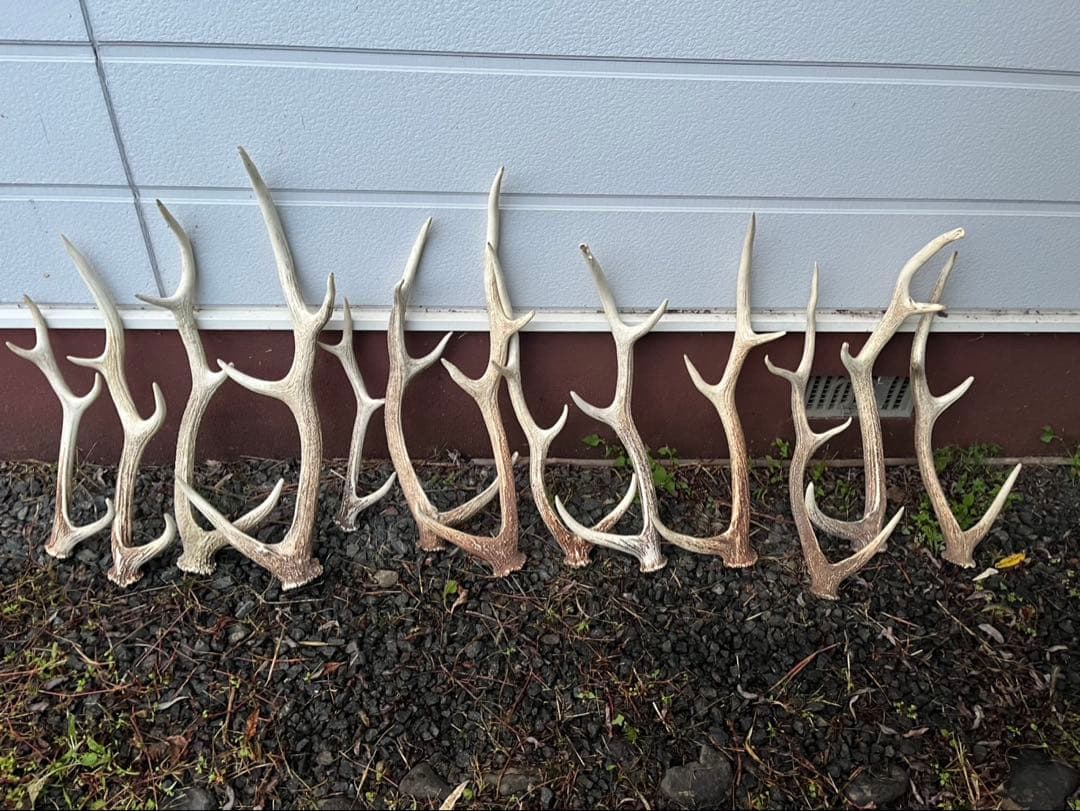 Sushiエゾシカのツノ20本分