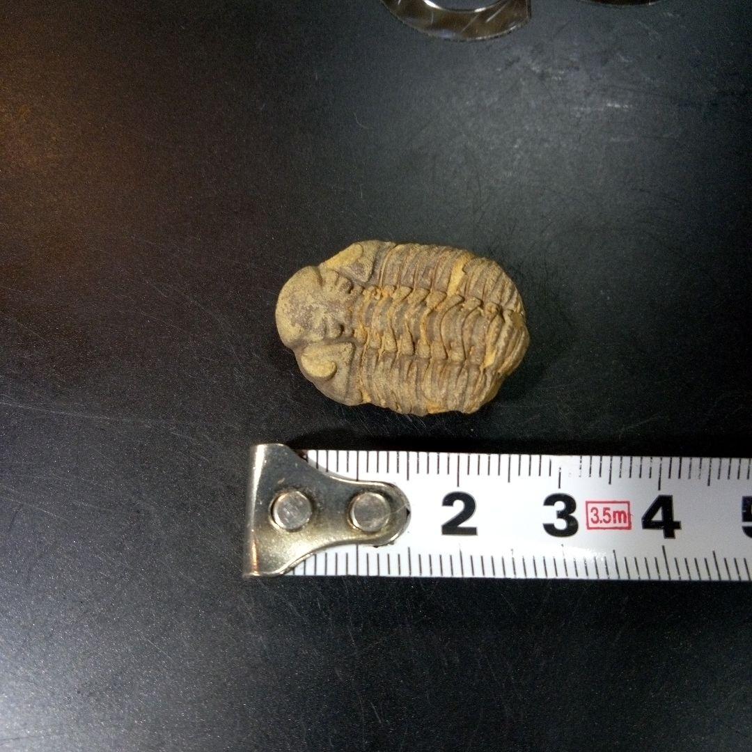 三葉虫　化石　fossil　ボリビア産　トライロバイト　Fossil番号⑧