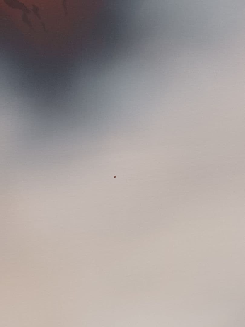 【西森湧光】赤富士　掛軸　日本画　骨董