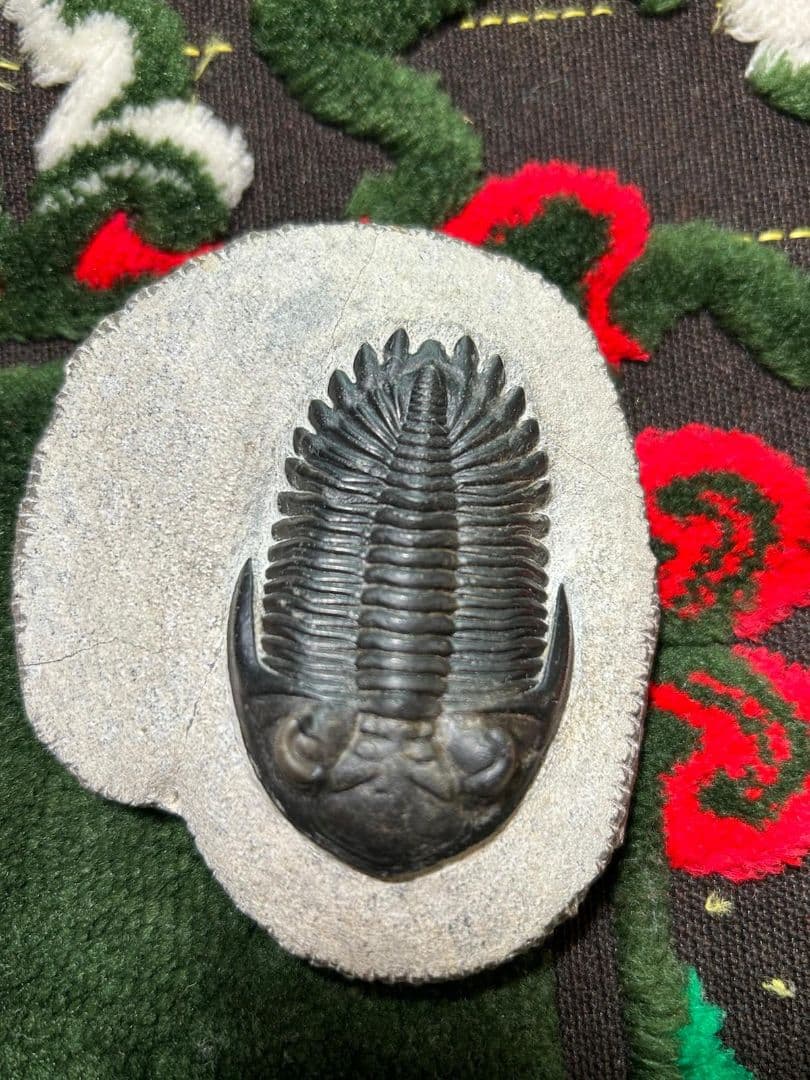 三葉虫モロッコ①ホラドプスhollardops Burtandmimiae