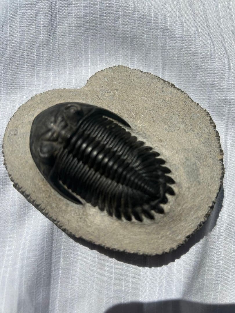 三葉虫モロッコ①ホラドプスhollardops Burtandmimiae