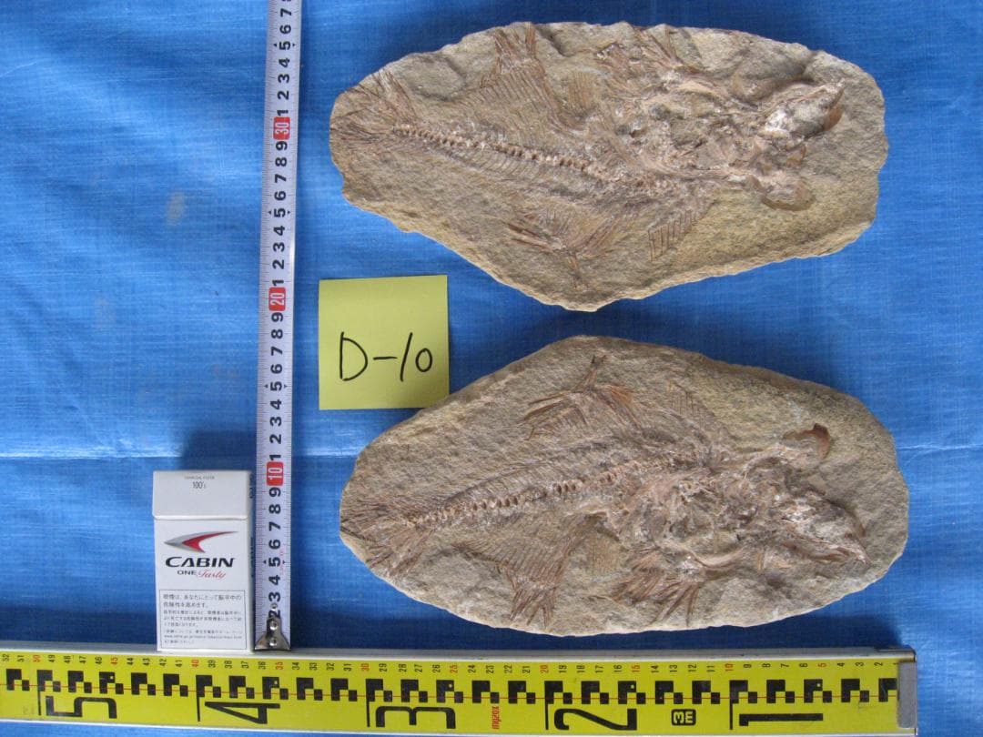 化石　B-16　D-10　D-11