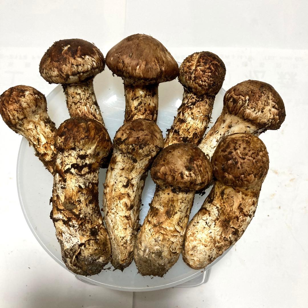 岩手県産　松茸　320g