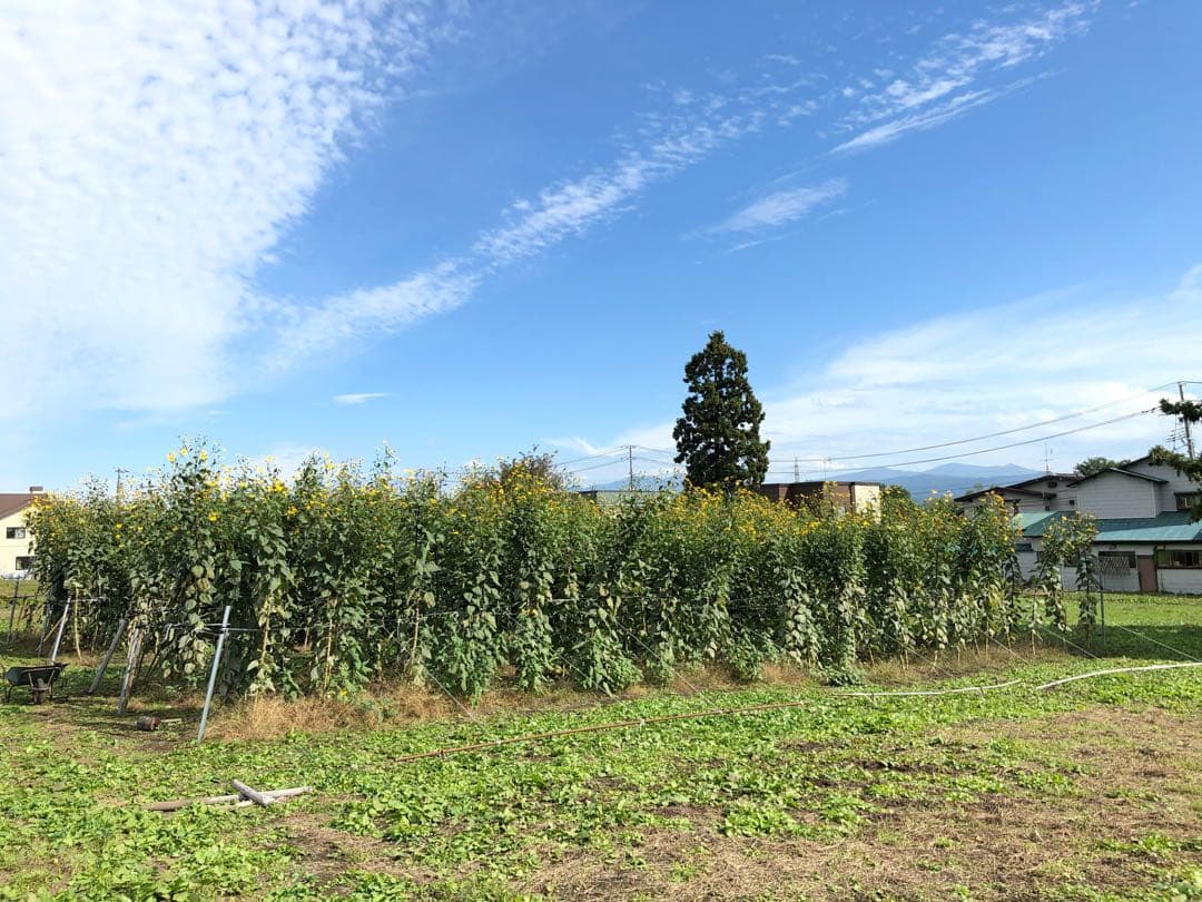 とうちゃん　1/2 青森県産　紫菊芋　箱込み約40kg