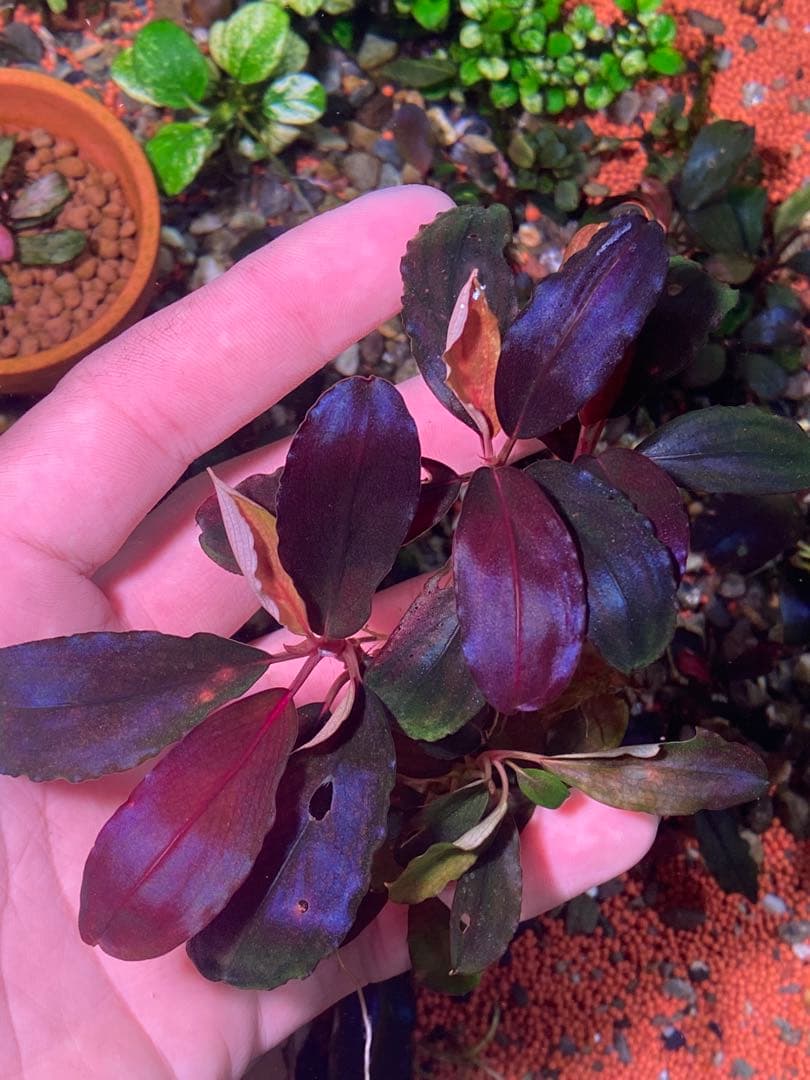 ブセファランドラsp. ブラウニー ディープパープル