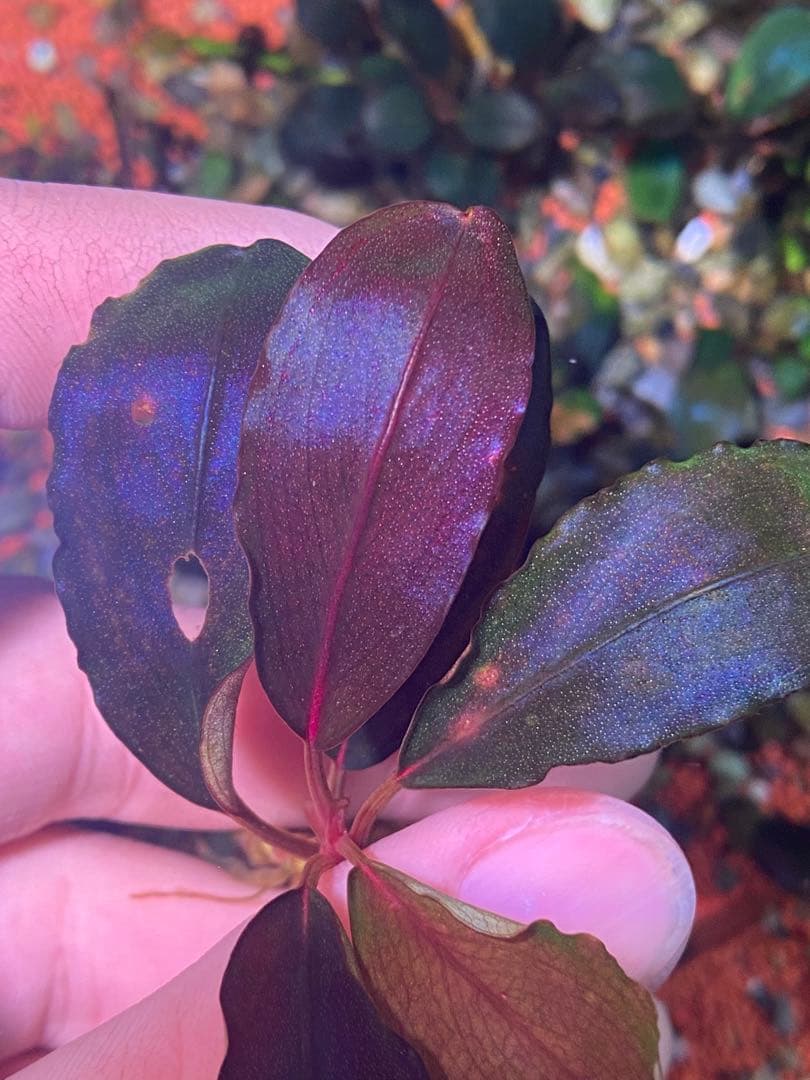 ブセファランドラsp. ブラウニー ディープパープル