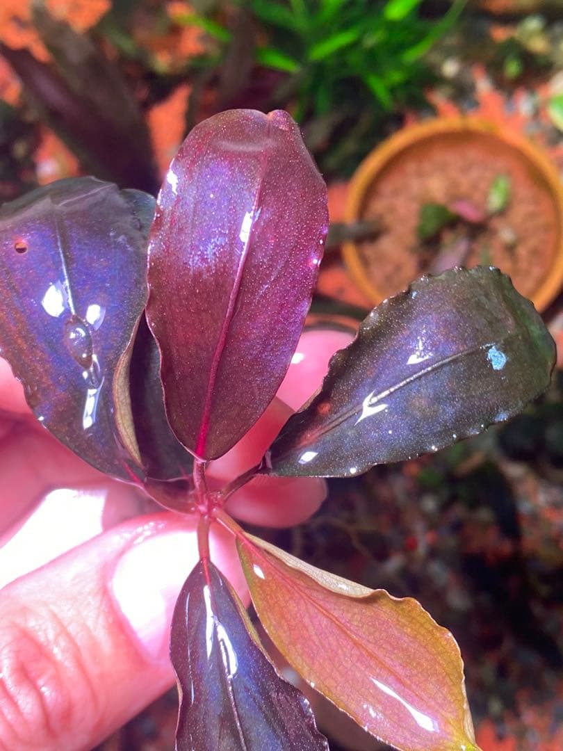 ブセファランドラsp. ブラウニー ディープパープル