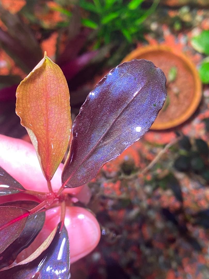 ブセファランドラsp. ブラウニー ディープパープル