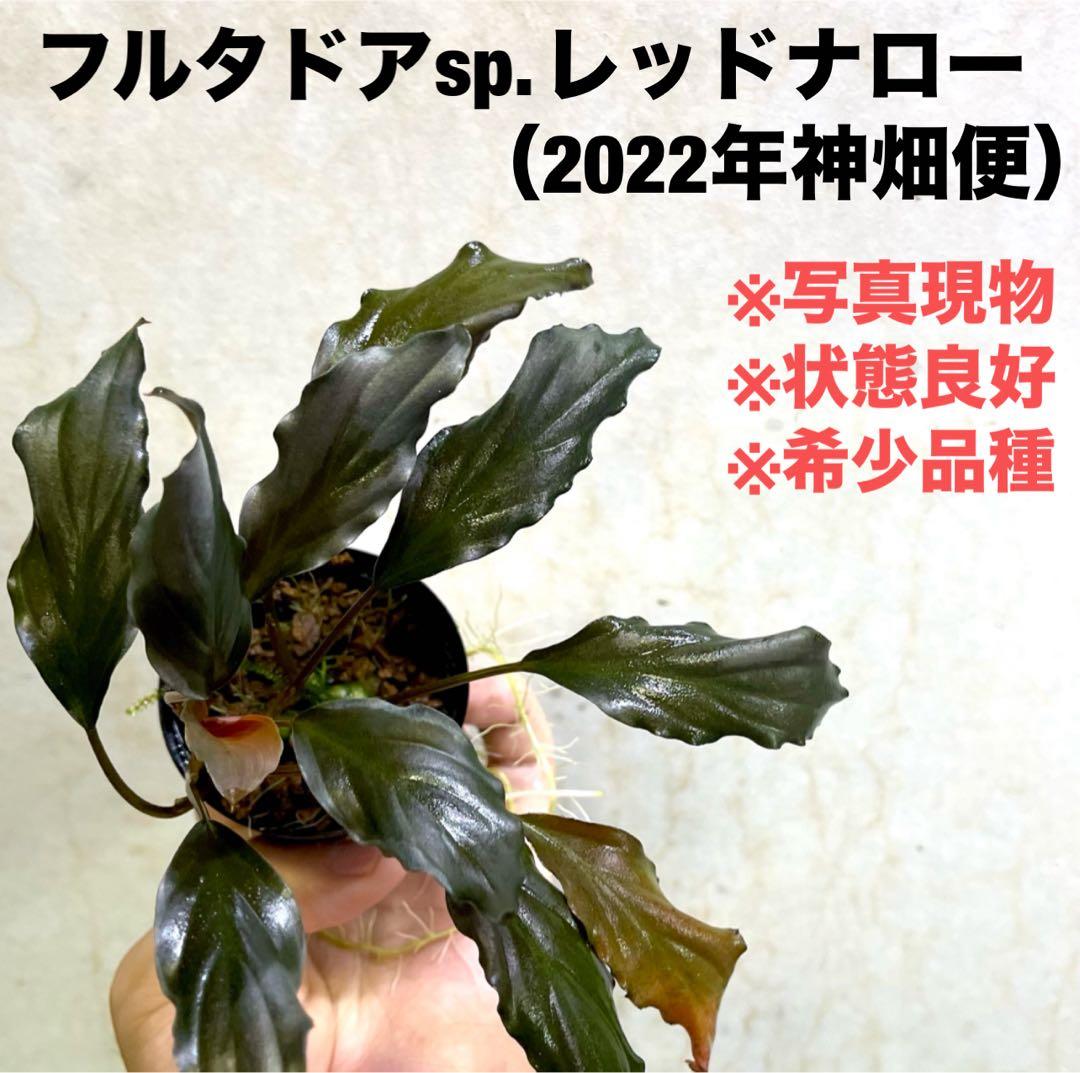 ◆特◆フルタドアsp.レッドナロー 2022年 神畑便 #ブセさかな屋