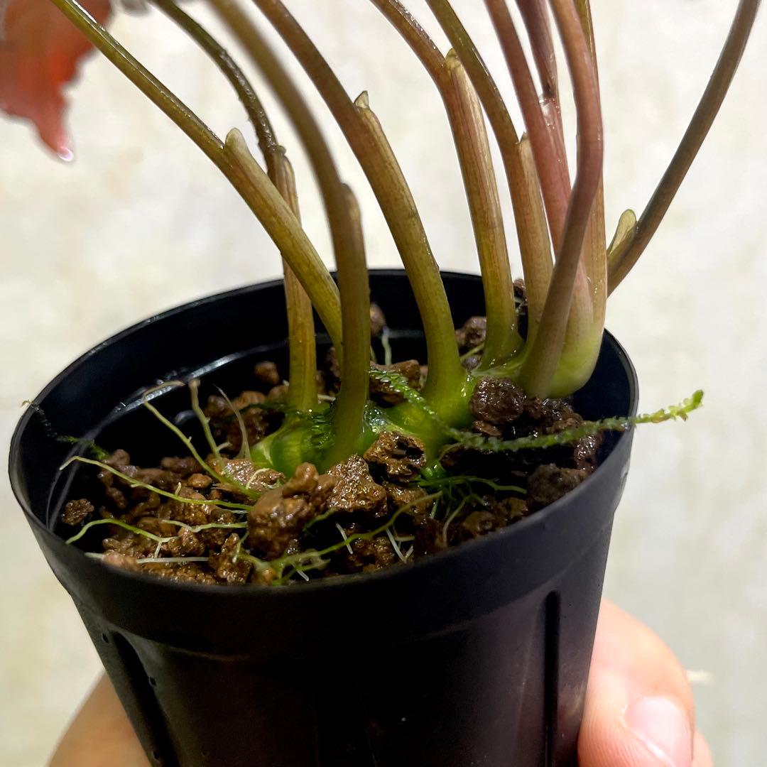 ◆特◆フルタドアsp.レッドナロー 2022年 神畑便 #ブセさかな屋