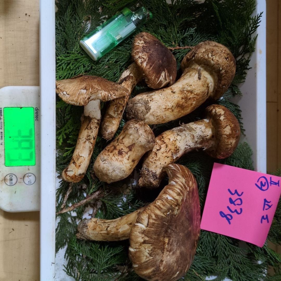 和歌山松茸 新鮮朝市　　込み込み　383㌘