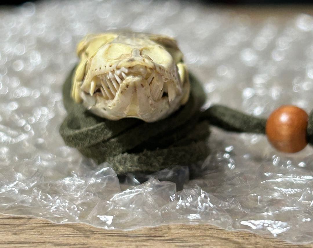 ミドリホソオオトカゲ 頭骨アクセサリー 標本 爬虫類 ネックレス 骨 標本 ヘビ