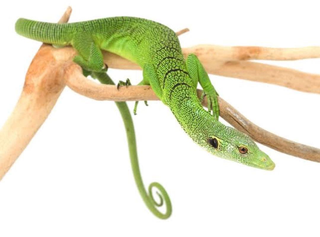 ミドリホソオオトカゲ 頭骨アクセサリー 標本 爬虫類 ネックレス 骨 標本 ヘビ