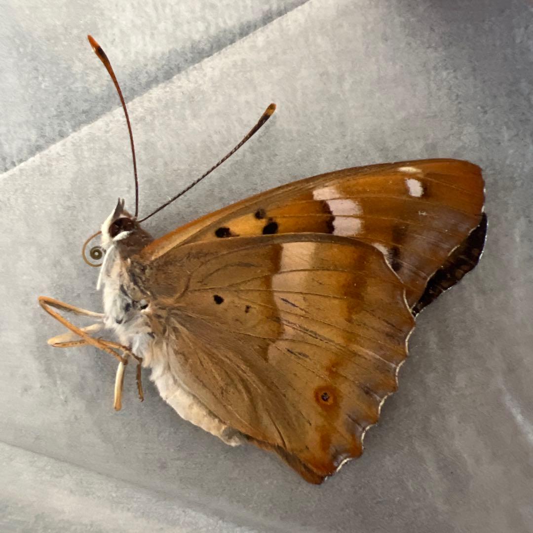 ノミオンを含むモンゴル産　三角紙標本7頭セット